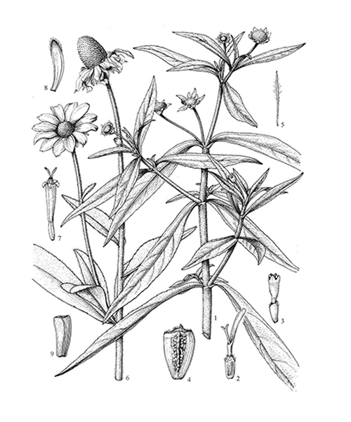 Natural compounds from  Eclipta prostrata